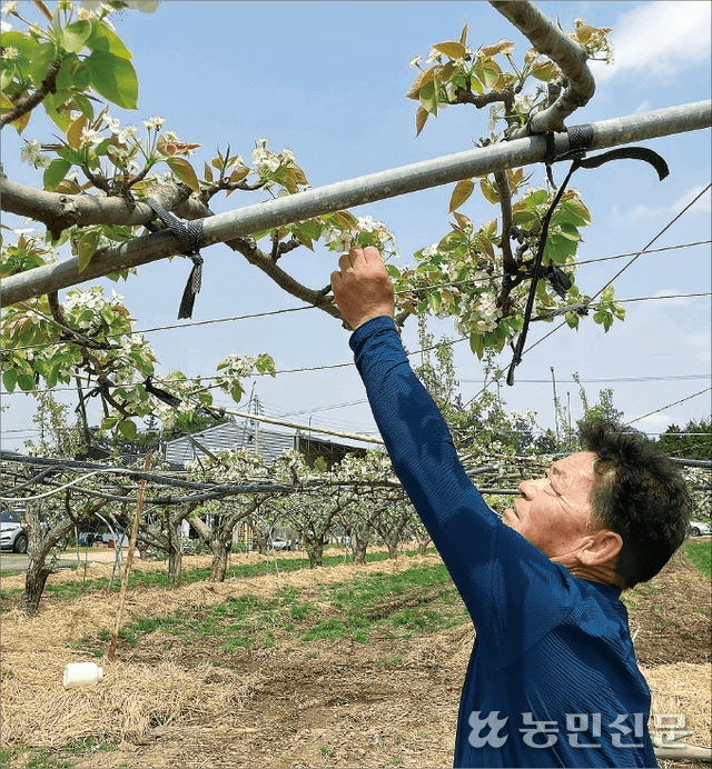 강원농업기술원, 과수농가 개화기 저온피해 '비상' 예방 당부