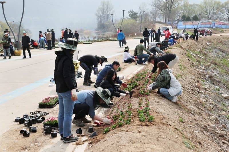 가평군, 자라섬 중도에 데이지 2만개 심어 '봄꽃 융단' 조성