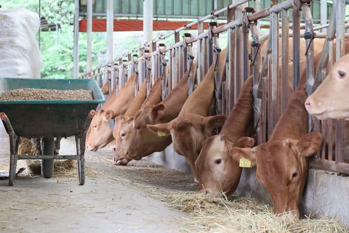 임실군, 11년째 '한우 개량 투자'…품질·소득 '동반 상승' 견인
