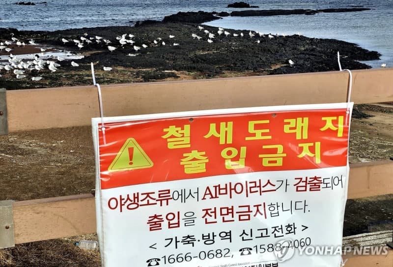 질병청 "유럽서도 AI 인체감염…가금류·길고양이 접촉 자제해야"