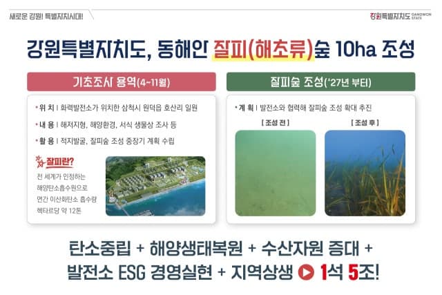 김진태 지사, "동해안에 '바다의 허파' 잘피숲 10ha 조성"…1석 5조 효과 기대