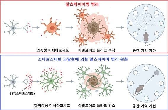 DGIST, FDA 승인 약물로 폭주하는 뇌 면역세포 잠재워 치매 치료 가능성 확인