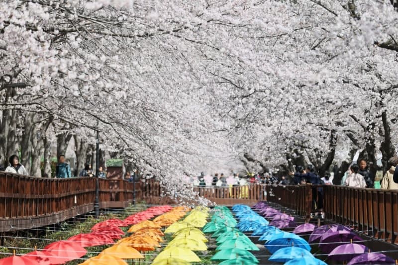 진해군항제, 벚꽃 절정 속 10일간의 여정 마무리…'머무는 축제'로 진화