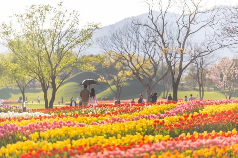 순천만국가정원, 150만 송이 튤립 '장관'…지금 안 오면 1년 기다려야