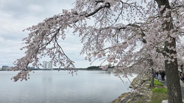 강릉 경포호 벚나무 97% '일본산 벚나무'…한국 특산 왕벚나무는 전무