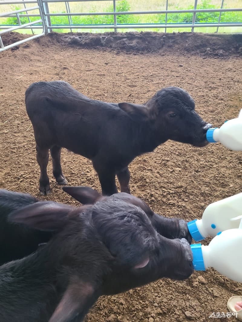 국내 최초 '이탈리안 물소' 번식 성공…프리미엄 치즈 원료 국내 생산 길 열려