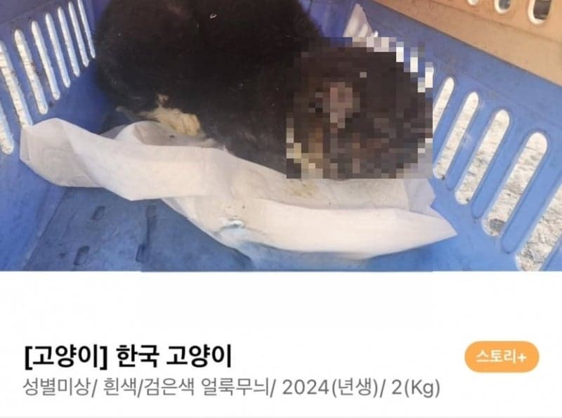 “길고양이 머리에 토치 불로” 상습 학대 70대 검거…경찰 구속영장 검토