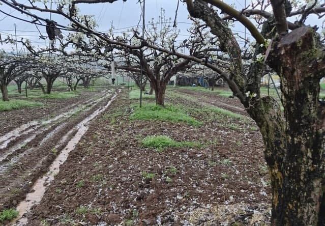 전남 곳곳 '500원 동전 우박' 기습…나주 배꽃 낙화 등 농작물 피해 800㏊