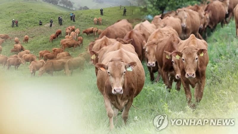 춘천시, '강원한우' 명품 브랜드 인증 발판 삼아 경쟁력 강화 본격 나선다