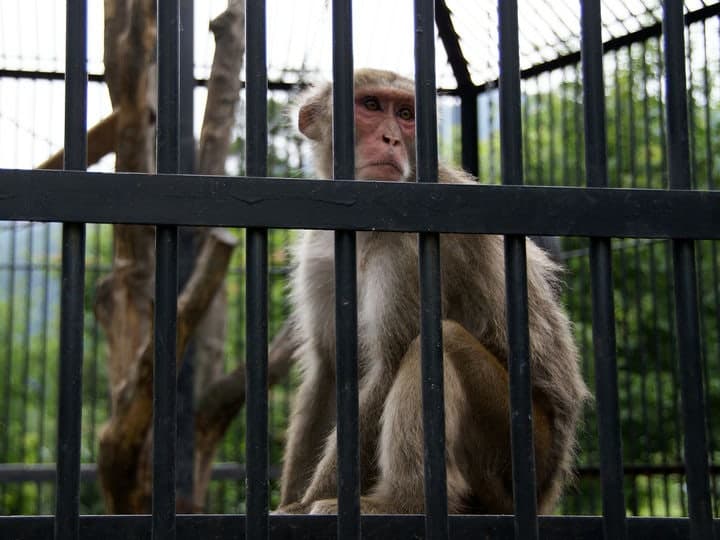 “아이들 눈앞에서 살아있는 병아리 꿀꺽”…구미 동물원 학대 논란