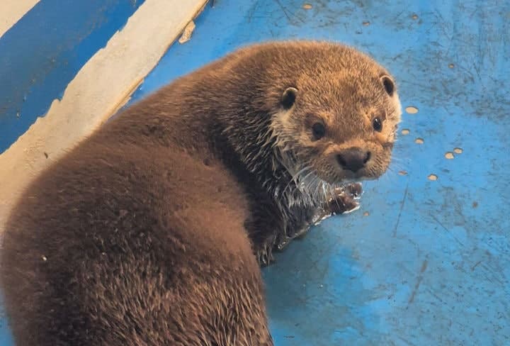 “광주 수달 ‘달순이’, 경상도 남친 생겼어요” 우치동물원 새 가족