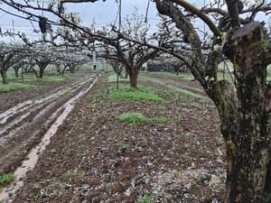 '동전 크기 우박' 전남 강타, 배꽃 낙화 등 농작물 807㏊ 피해