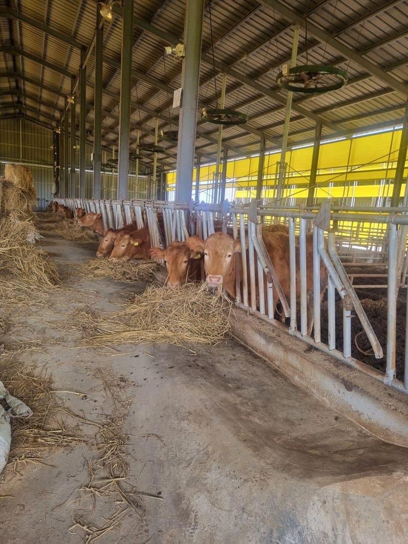 전남도, 축산농가 경영안정 위해 사료구매 융자금 1200억 지원...1%대 저리 융자