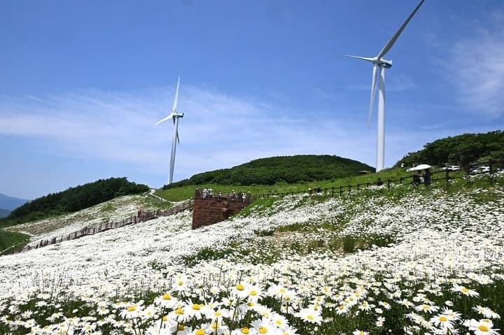 평창군, 7일 '청옥산 야생화 생태 단지' 개장…산책로·전망대 갖춰