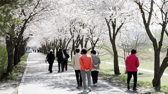 "이번 주말 절정 전망" 안성시 벚꽃 만개, 인생샷 성지 어디?
