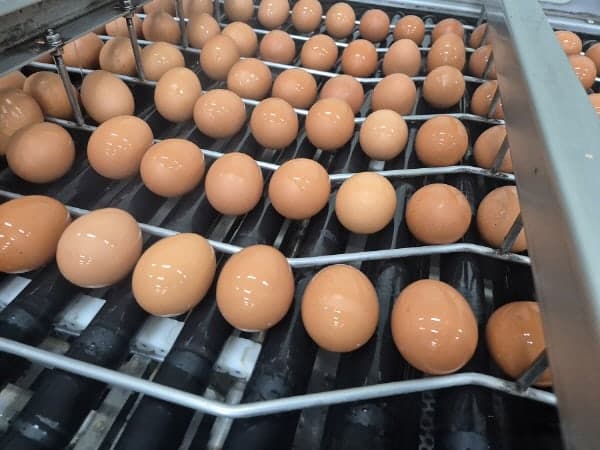 aT, 태국산 신선란 224만 개 첫 수입…"선제적 수급·가격 안정"