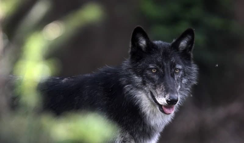 대전 오월드 동물원서 늑대 1마리 탈출…수색 및 포획 중