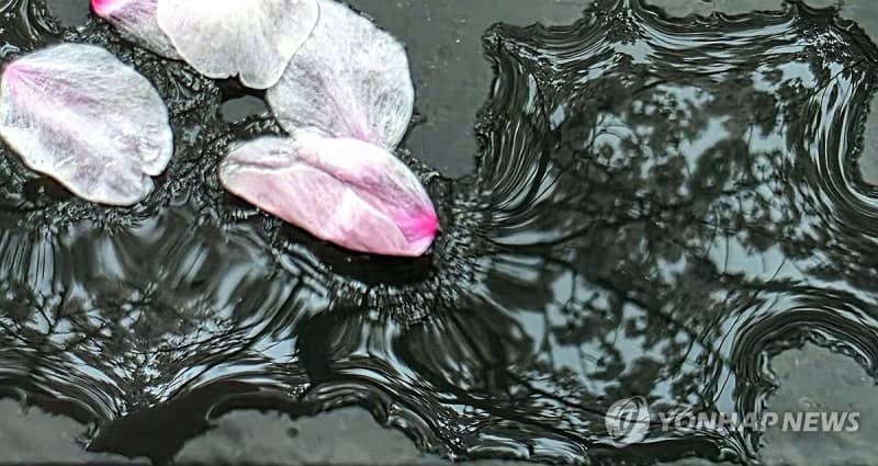 내일 전국에 비, 강한 바람…미세먼지 '좋음'