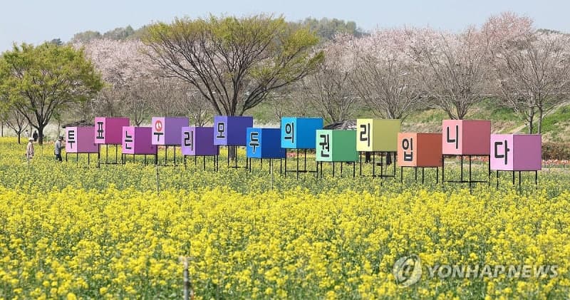 창녕 유채꽃밭, 노란 꽃물결 속 고교생들 봄 추억 쌓기