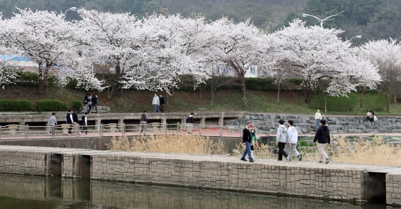 정읍 벚꽃축제 사흘간 21만명 방문, 현장 매출 2억5천만원 '흥행'