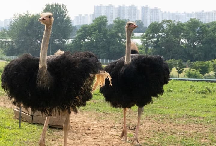"누가 좀 잡아줘요" 태국 고속도로 뚫은 '탈출 타조' 대소동