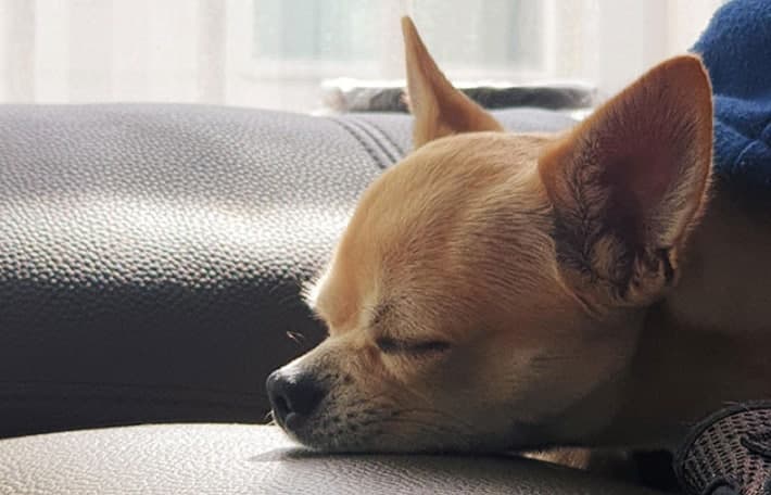 반려동물 '완전사료' 기준 2028년 본격 시행…댕댕이 사료 선택 고민 해결될까