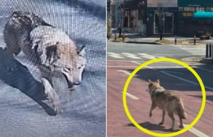 대전 오월드 늑대 탈출, 도심 수색 비상