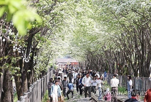 '흰 눈 내린 듯' 전주 팔복동 이팝나무 철길, 5일간 한시 개방…2026 축제 개최