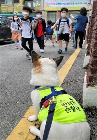 부산 반려견 순찰대 전 자치구 확대…내달 10일까지 반려인 모집