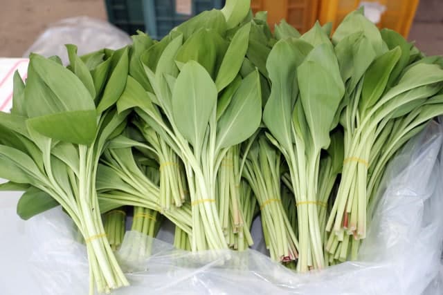 홍천군, "청정 향 가득한 봄의 전령사" 산채 본격 출하…5월 1~3일 산나물 축제 개최