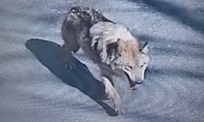 대전 오월드 새끼 늑대 탈출, 긴급 수색 중