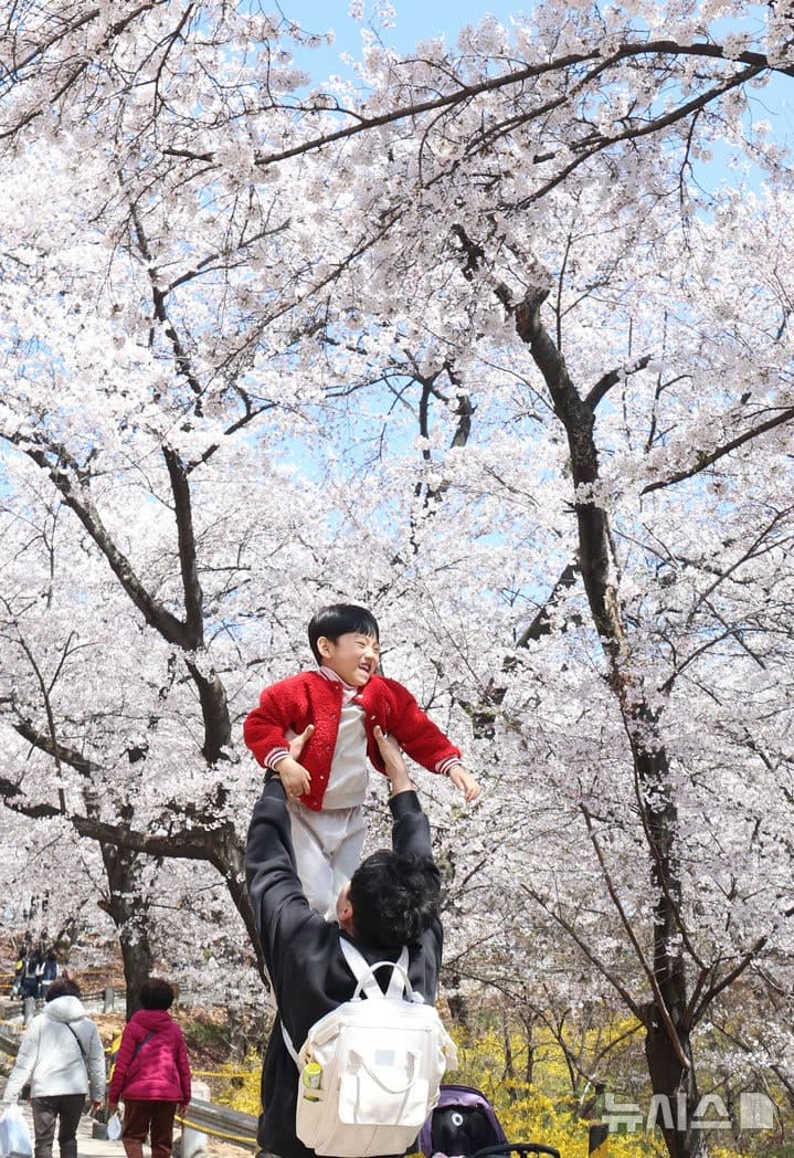 공장 속 만개한 벚꽃, 추억 남기는 관광객들