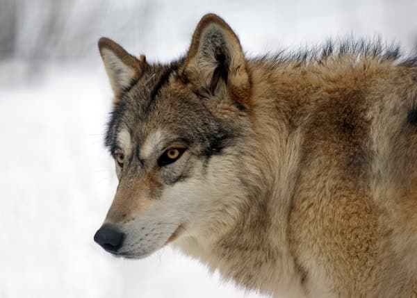 대전 오월드서 늑대 1마리 탈출…동물원 내부 수색·포획 중