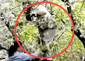 (영상)"벚꽃 인생샷 찍으려다 '쾅'" 20년 된 벚나무 뿌리째 뽑아버린 여성…中 '공분'