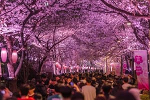 벚꽃 만개한 주말, 잠실역 60만명 다녀가…여의도 2.7배 최다