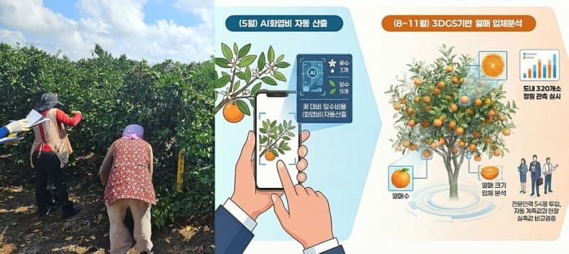 제주, 올해부터 노지감귤 관측조사 디지털 자동화…"카메라로 찍으면 열매수 즉시 예측"
