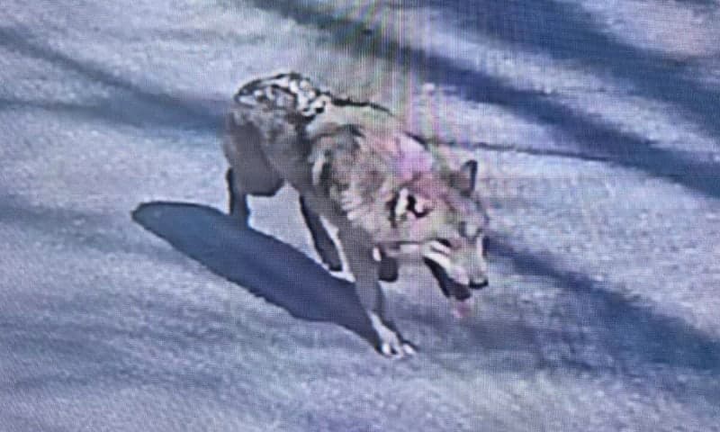 "대전 1살짜리 수컷 늑대, 포획 실패" 시민 불안에 떠는데... 오월드 관리 부실 책임론