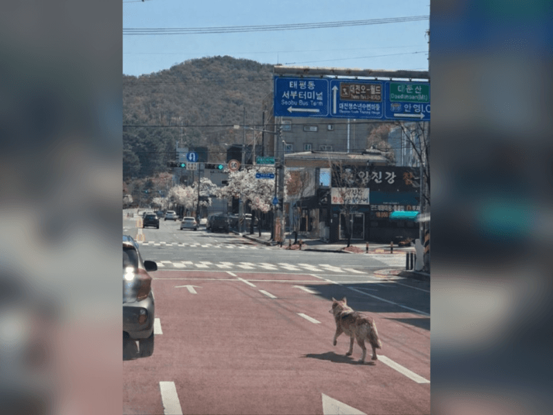 오월드 탈출 늑대 이틀째, 48시간 골든타임 속 수색 총력