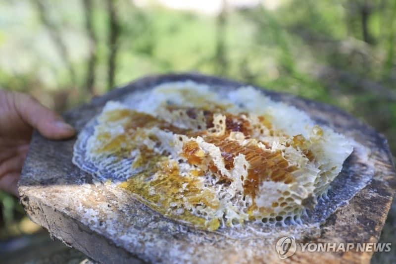 한국 벌꿀, 사우디 수입 허용 목록 첫 등재…'수출 첫발' 내딛다