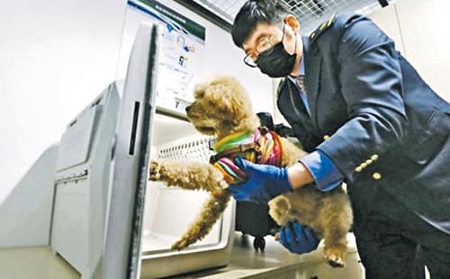中고속철, 반려동물 운송 서비스 도입…단독운송도 가능