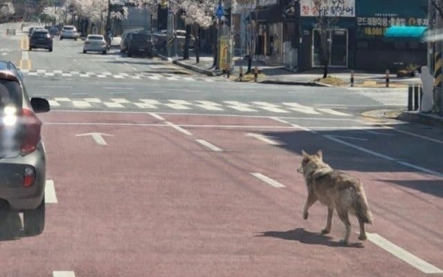 오월드 탈출 늑대 '늑구' 수색 혼선…'가짜 사진'에 시간 허비