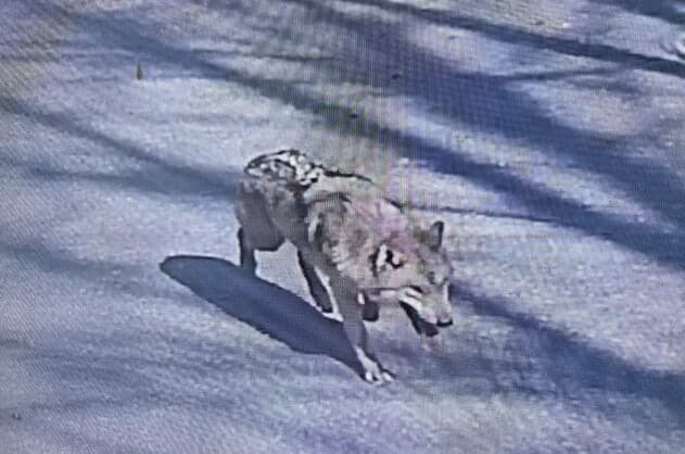 탈출 늑대 '늑구' 사흘째 행방 묘연…"굴 파고 숨거나 외곽 이동했을 수도"