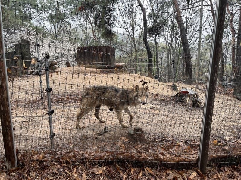 "돌아와, 늑구야" 오월드 탈출 늑대 사흘째 수색…거점 포획으로 전환