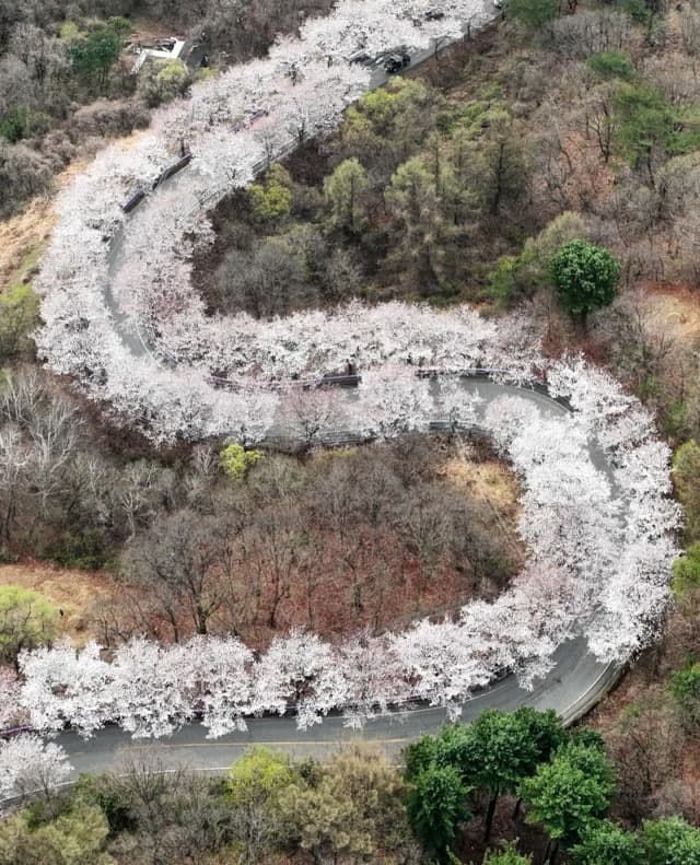 춘천 부귀리 벚꽃잔치 11일 개막…9일간 '봄의 절정' 향연