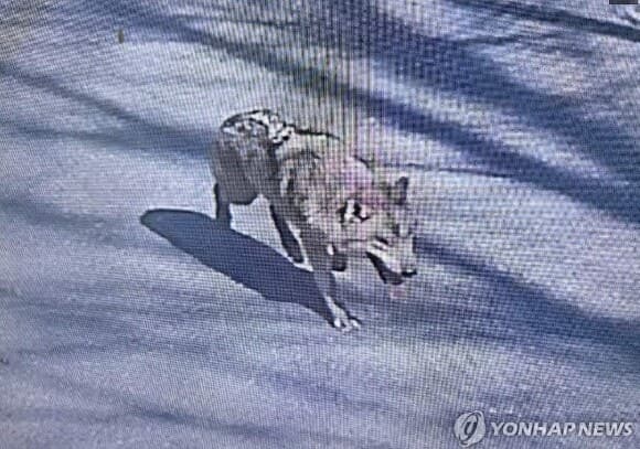 탈출 늑대 '늑구' 사흘째 행방 묘연…"사냥 능력 없어 생존 위험 커졌다"