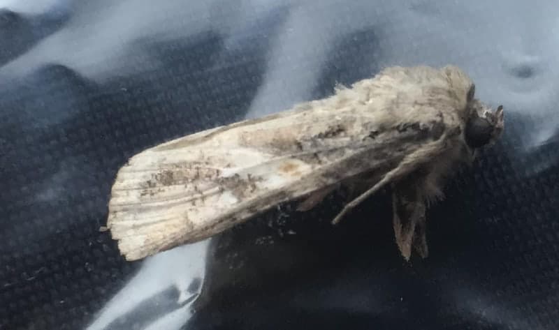 제주서 올해 첫 '열대거세미나방' 발견, 방제 놓치면 농사 망친다