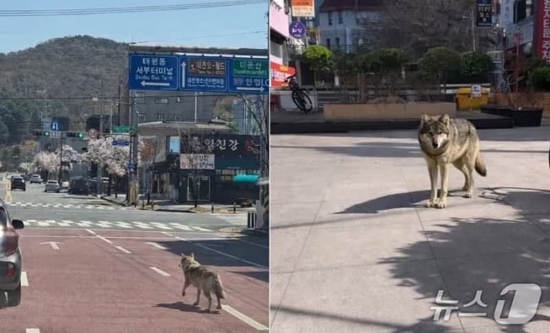 오월드 탈출 늑대 수색 혼선…"가짜 사진"에 오인 신고 잇따라