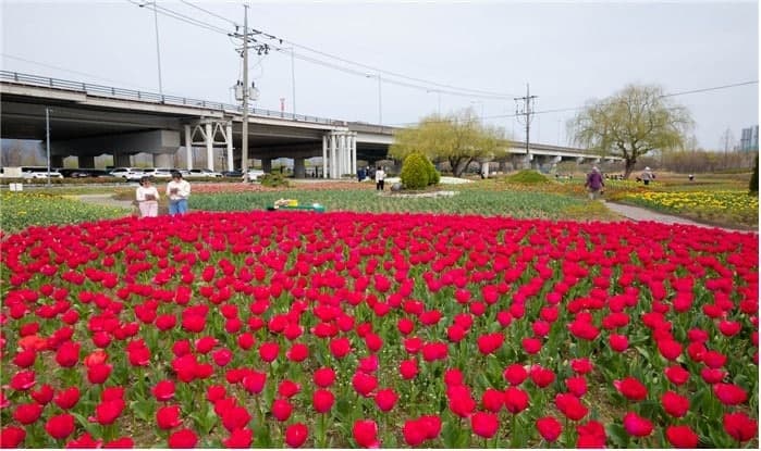 "7만 송이 튤립 활짝"…부산 화명생태공원, 화려한 봄의 향연