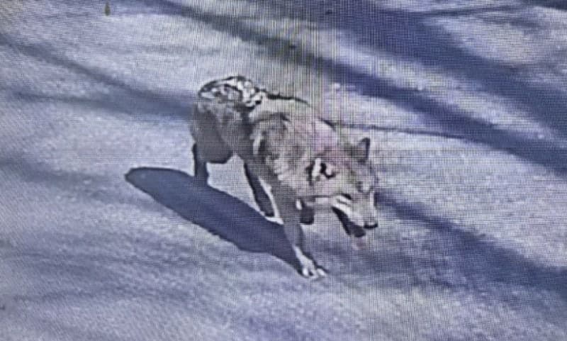 '대전 오월드 탈출' 늑대 '늑구' 나흘째 행방 묘연…드론 투입해 수색 확대