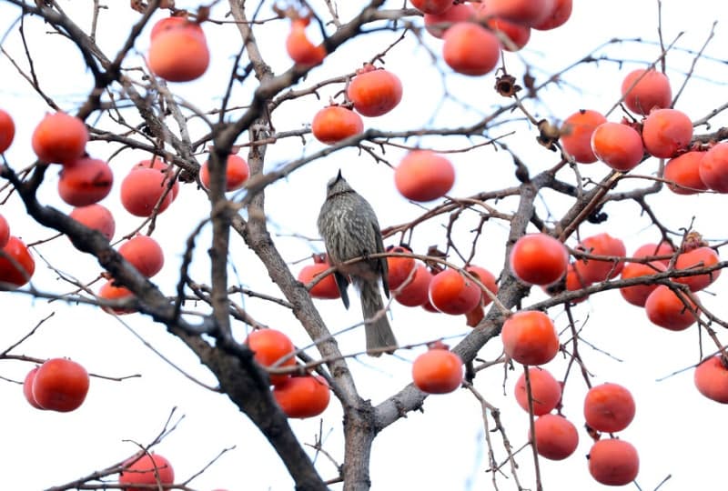 감 훔치다 들키자 주인 '퍽퍽' 폭행한 50대 여성 징역 3년 6개월 실형